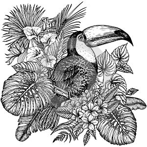 Vector illustration of a toucan bird in a tropical garden in an engraving style